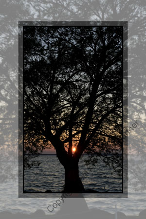 Sun Catcher