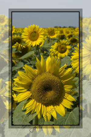 Sunflower Up Front