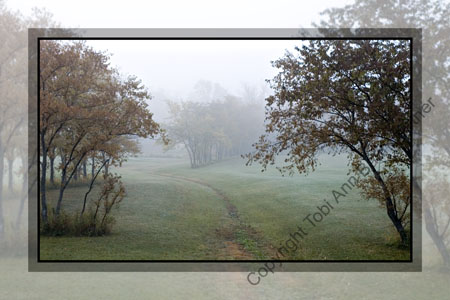 Tree Guards Valley