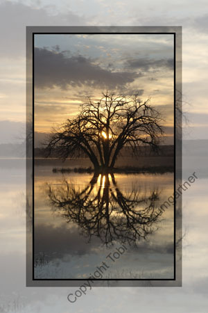 Tree in Moody Waters