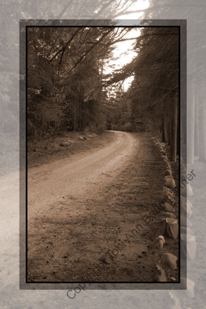 Tree Path Sepia