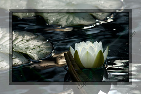 White Water Lily