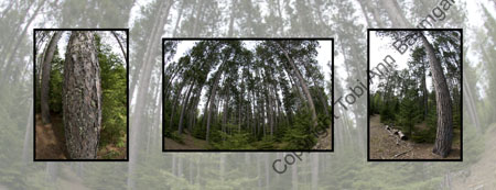 Alone In The Forest