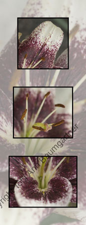 Burgundy Lily