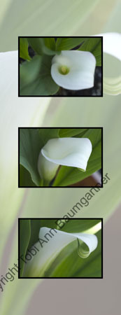 Cala Lilies