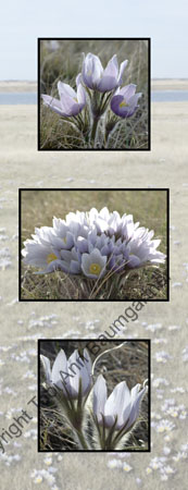 Crocus Bouquet_ V
