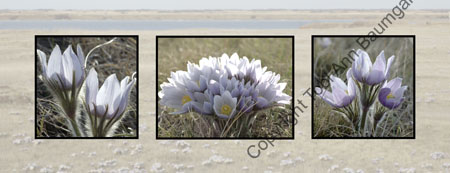 Crocus Bouquets_ H