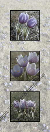 Crocus Cuddles