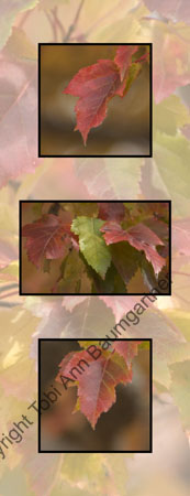 Deep Red Leaves