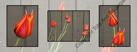 Escaping Tulips