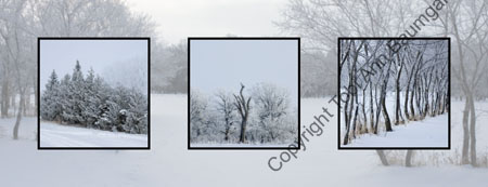 Frosted Tree Lines