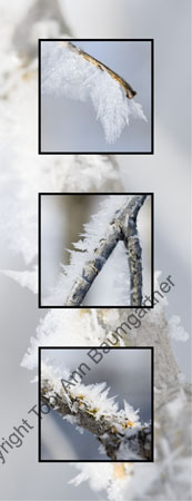 Hoarfrost_ V
