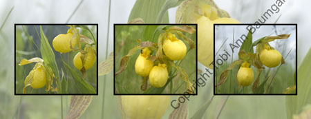 Ladyslipper Cliques