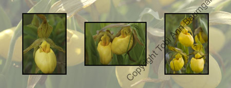 Ladyslippers