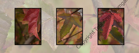 Maple Leaf Branches