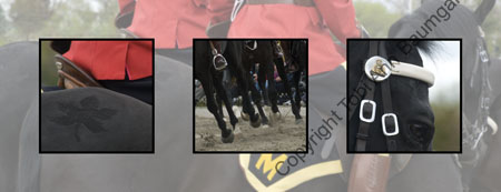 Musical Ride Horse