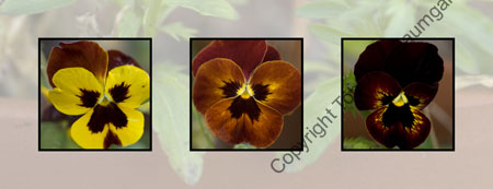 Pansies