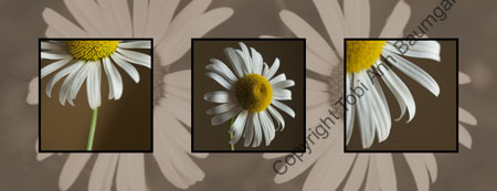 Perfect Petals