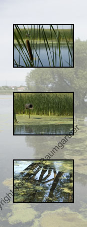 Pond