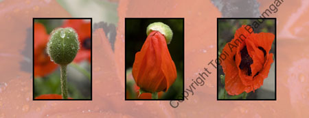 Poppy Life