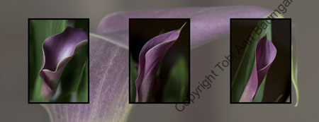 Purple Cala Lilies