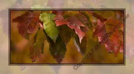Changing Leaves