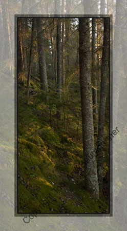 Enchanted Forest