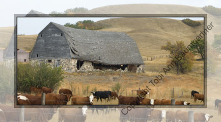 Old Barn Cows