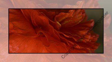 Poppy Drama