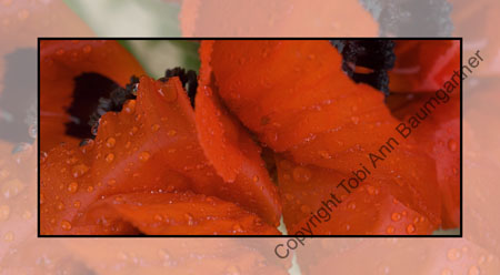 Poppy Petals