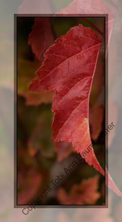 Red Maple