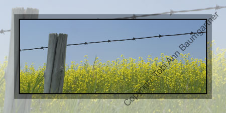 Canola Field