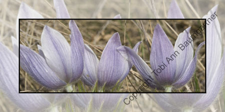 Crocus Three of a Kind