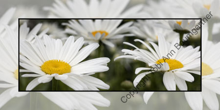 Daisies