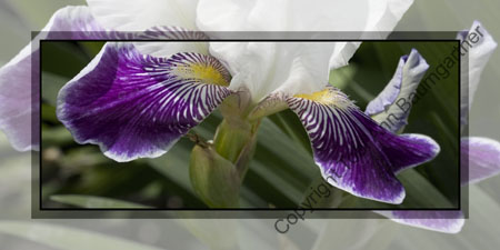 Iris Petals