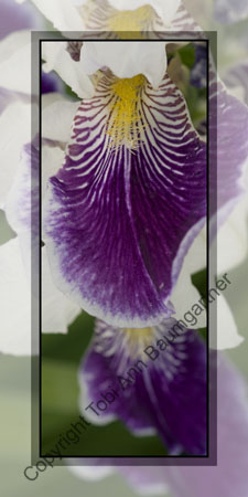 Iris Stacked