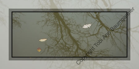 Leaves Reflection