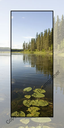 Lily Pads