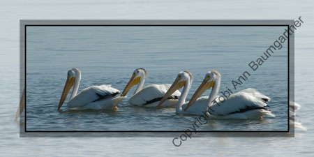 Pelicans