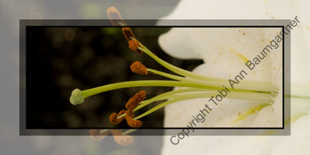 Reaching Lily