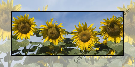 Sunflower Quartet