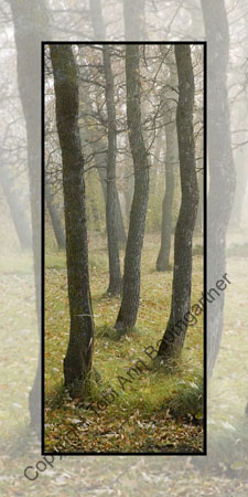 Tree Ents