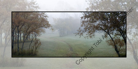Tree Guards Valley