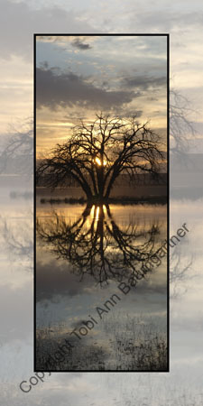 Tree in Moody Waters