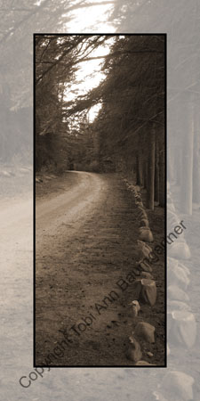 Treed Path Sepia