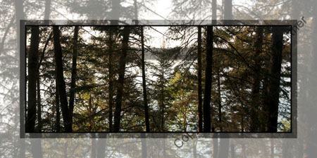 Trees By The Lake