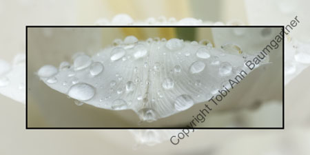 Wet Tulip Petal