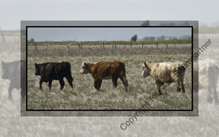 Calves