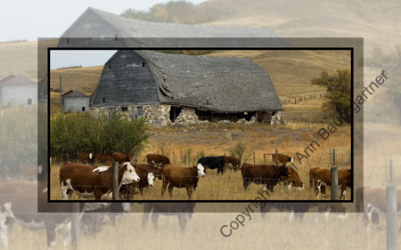 Cows at the Stone Barn