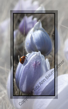 Crocus Ladybug